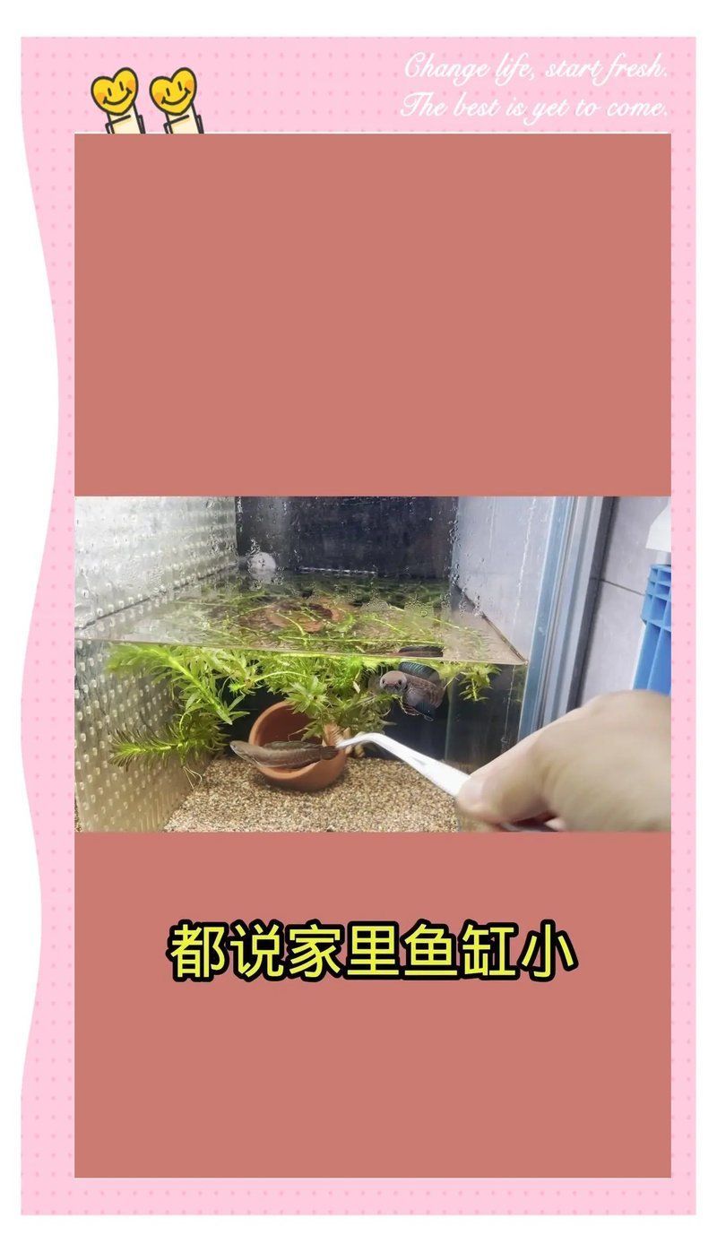 哪種雷龍魚價格最親民，哪種雷龍魚的價格最親民