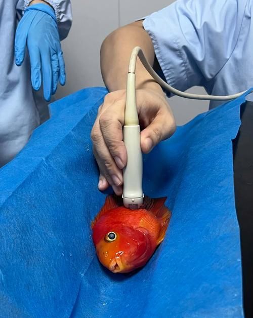 手術治療龍魚鰓蓋卷邊有哪些風險，手術治療龍魚鰓蓋卷邊手術治療龍魚鰓蓋卷邊有哪些風險