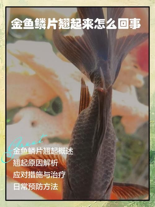 如何預(yù)防金魚出現(xiàn)炸鱗病，養(yǎng)魚筆記arxiv論文助手預(yù)防金魚出現(xiàn)炸鱗病思考