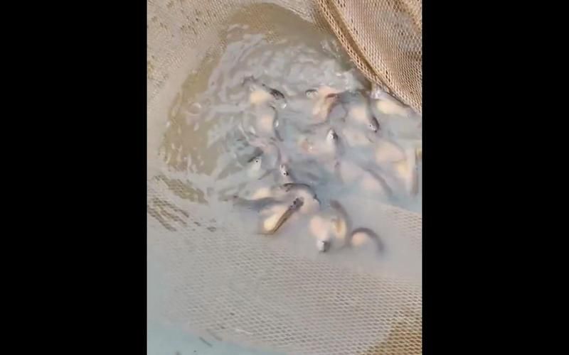 能提供金龍魚(yú)繁殖的圖片嗎，金龍魚(yú)的繁殖過(guò)程的詳細(xì)描述