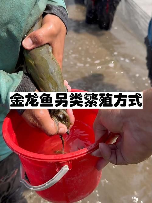 能提供金龍魚(yú)繁殖的圖片嗎，金龍魚(yú)的繁殖過(guò)程的詳細(xì)描述