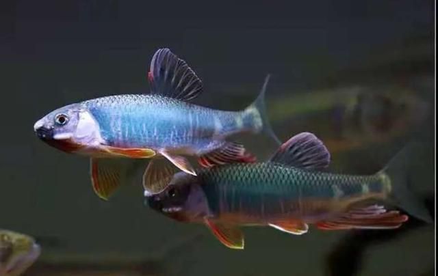 龍魚爛鰭最快解決方法視頻，龍魚爛鰭最快解決方法視頻解決方法視頻解決方法