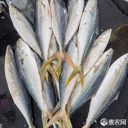 拉倫魚刺身有哪些特色做法，拉倫魚刺身有哪些特色做法拉倫魚刺身有哪些特色做法