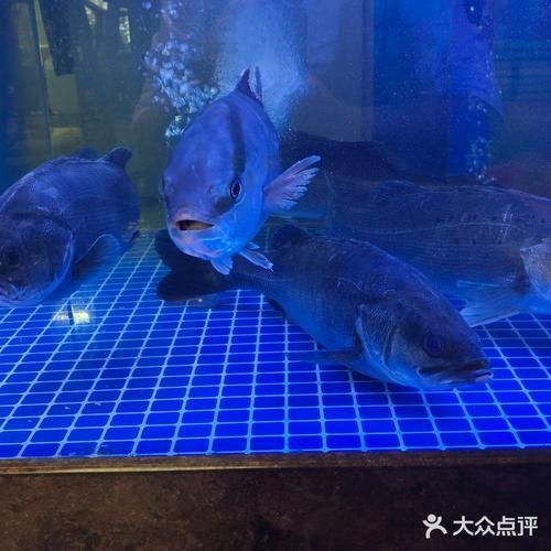 拉倫魚刺身有哪些特色做法，拉倫魚刺身有哪些特色做法拉倫魚刺身有哪些特色做法