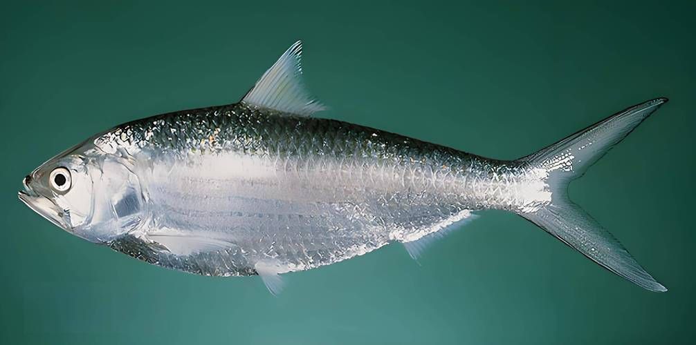 江龍魚(yú)有哪些功效，關(guān)于江龍魚(yú)