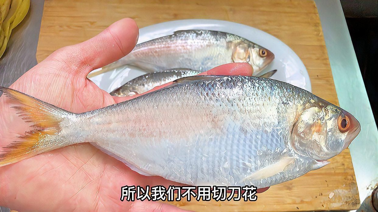 江龍魚有哪些功效，關于江龍魚