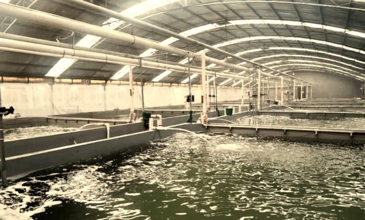 萬州龍魚養殖技術有哪些？