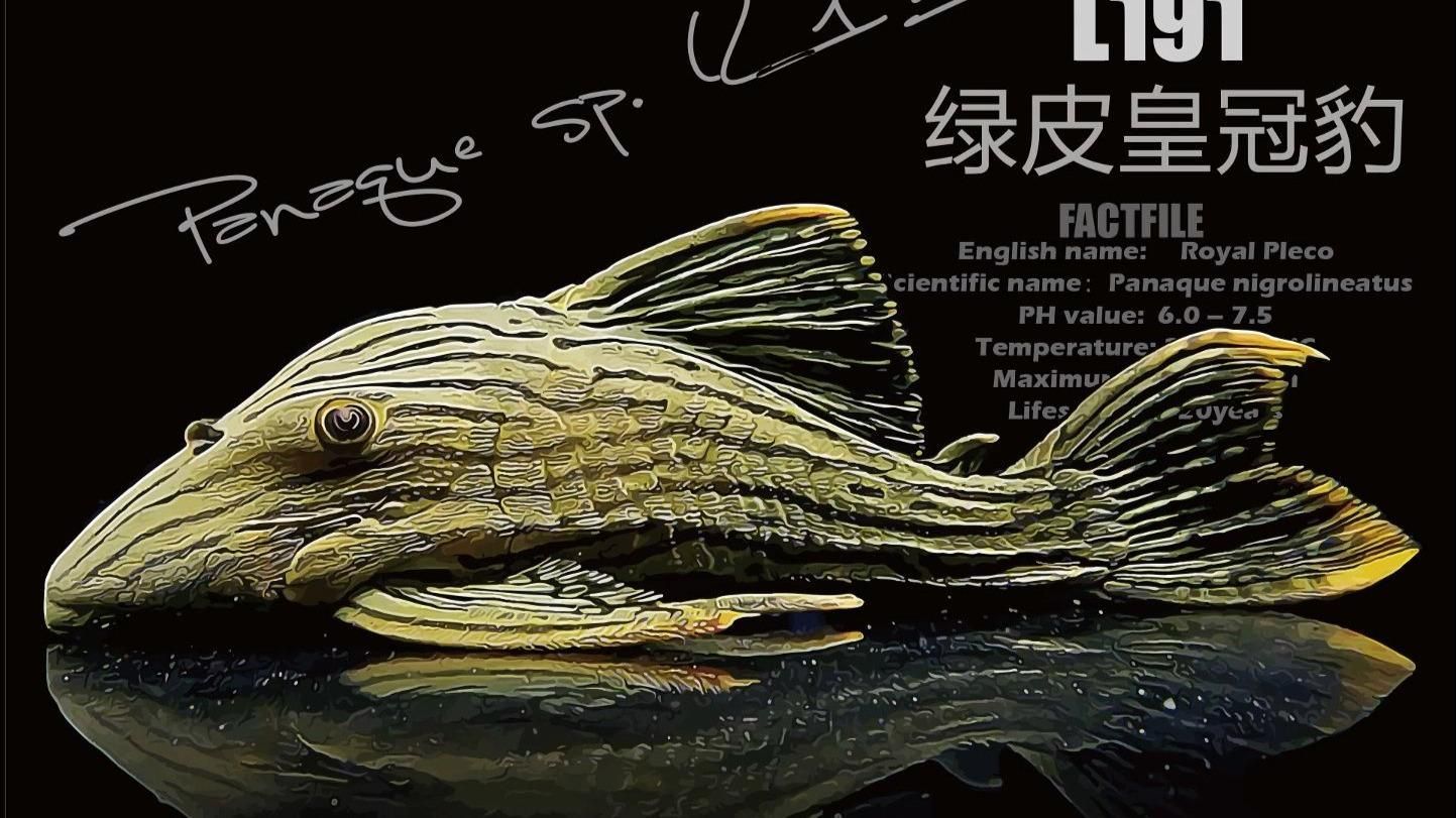 如何區(qū)分哥倫比亞和秘魯綠皮皇冠豹？，哥倫比亞和秘魯綠皮皇冠豹是兩種不同的物種
