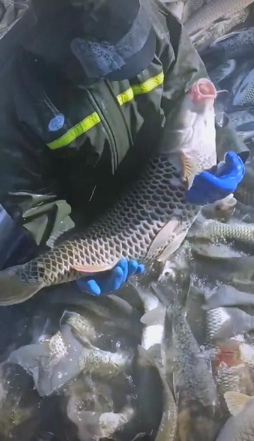 能解釋一下“城中龍魚”這個謎語的來源嗎？，“城中龍魚”是什么意思？