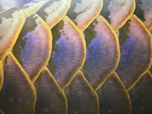 如何鑒別亞洲龍魚的真偽？，如何鑒別亞洲龍魚