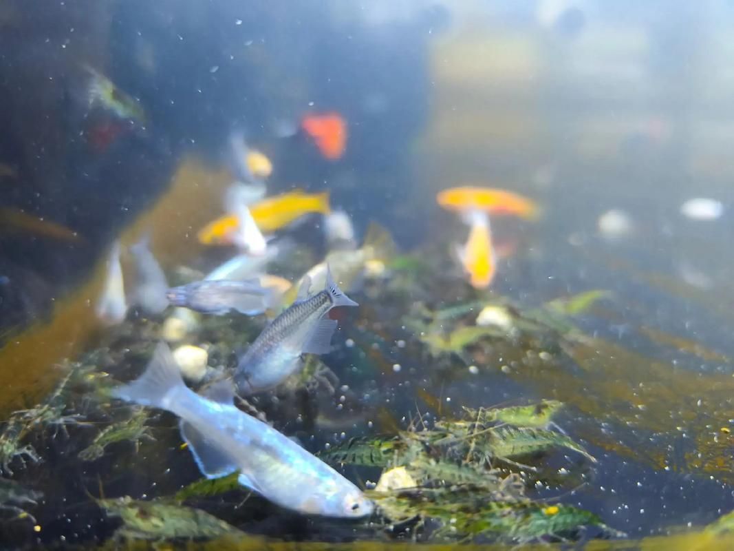 紅龍養(yǎng)護(hù)技巧分享，紅龍魚養(yǎng)護(hù)技巧