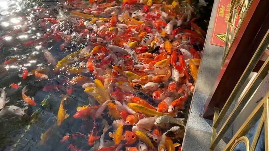 紅龍養(yǎng)護(hù)技巧分享，紅龍魚養(yǎng)護(hù)技巧