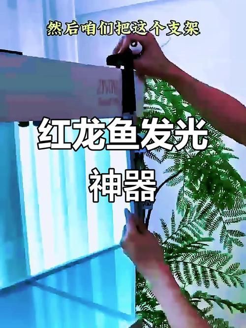 哪種燈光對紅龍魚發色最有效？，紅龍魚發色效果受多種因素影響紅龍魚發色效果受多種因素影響