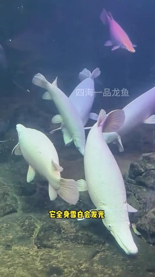 幽靈火箭魚有哪些常見品種？，幽靈火箭魚有哪些常見品種，