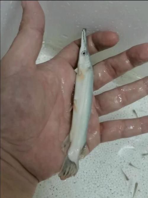 幽靈火箭魚有哪些常見品種？，幽靈火箭魚有哪些常見品種，