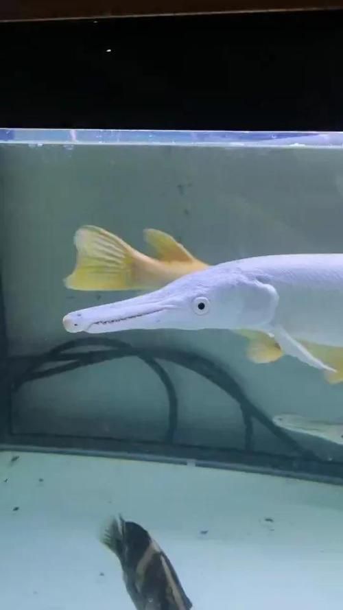 幽靈火箭魚有哪些常見品種？，幽靈火箭魚有哪些常見品種，