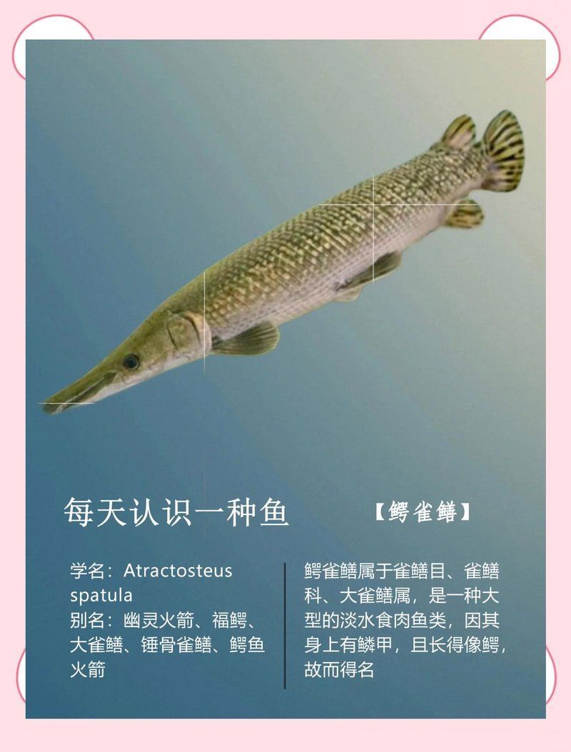 幽靈火箭魚有哪些常見品種？，幽靈火箭魚有哪些常見品種，