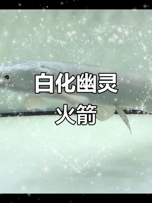 幽靈火箭魚有哪些常見品種？，幽靈火箭魚有哪些常見品種，