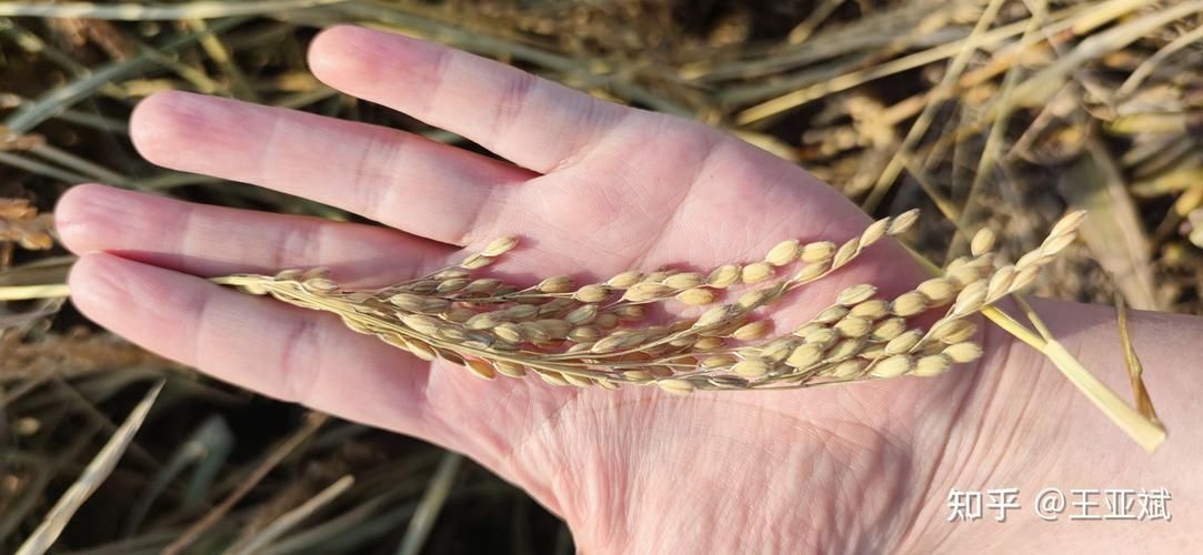 給我一些鑒別金龍魚真?zhèn)蔚膱D片示例，加拿大菜籽油鑒別金龍魚真?zhèn)舞b別金龍魚真?zhèn)螆D片示例