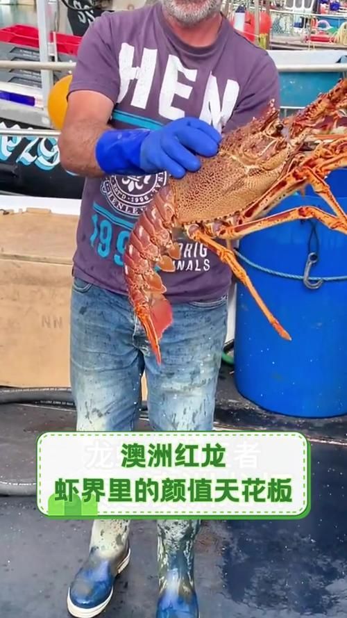 紅龍與澳龍的食用口感，如何區分澳龍和紅龍