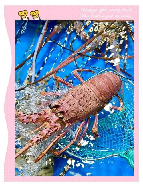 紅龍與澳龍的食用口感，如何區分澳龍和紅龍