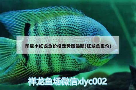 印尼小紅龍，關于印尼小紅龍的知識