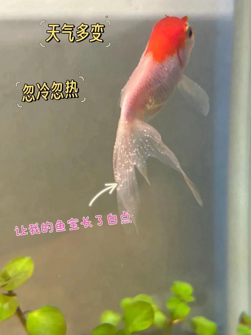 如何判斷金魚是否感染白點(diǎn)病，如何判斷金魚是否感染水產(chǎn)白點(diǎn)病