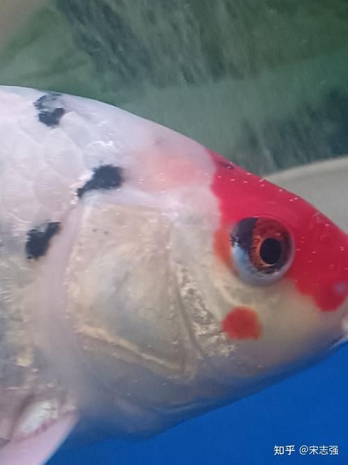 如何判斷金魚是否感染白點(diǎn)病，如何判斷金魚是否感染水產(chǎn)白點(diǎn)病