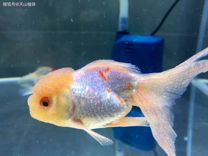 如何判斷金魚是否感染白點(diǎn)病，如何判斷金魚是否感染水產(chǎn)白點(diǎn)病