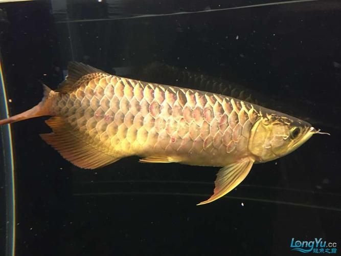 人工輔助矯正時(shí)，如何判斷龍魚是否麻醉？，人工輔助矯正龍魚麻醉判斷龍魚是否麻醉