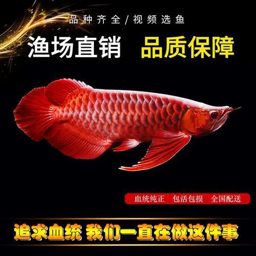 賽級紅龍魚的價格是多少？，賽級紅龍魚的價格是多少賽級紅龍魚的價格是多少
