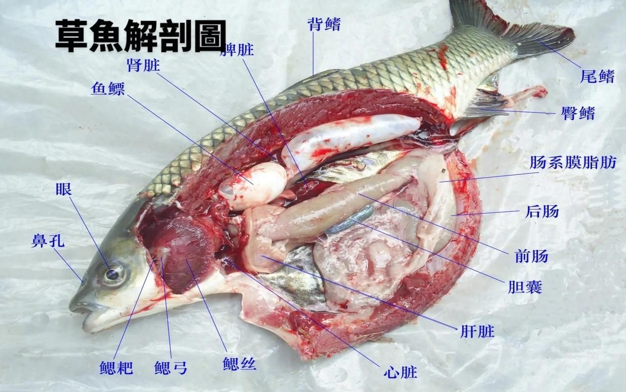 如何預防魚感染“面條蟲”