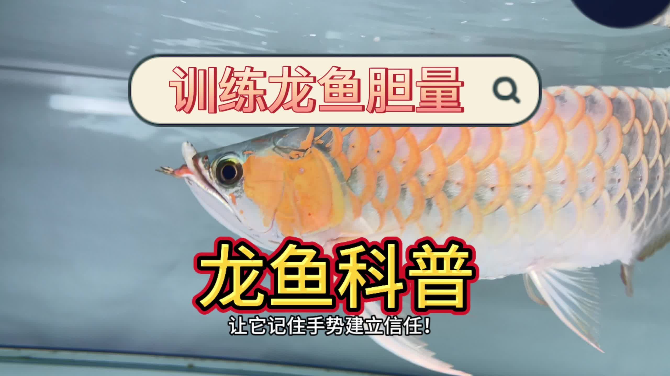 如何改善龍魚的喂食習慣？，如何改善龍魚喂食習慣