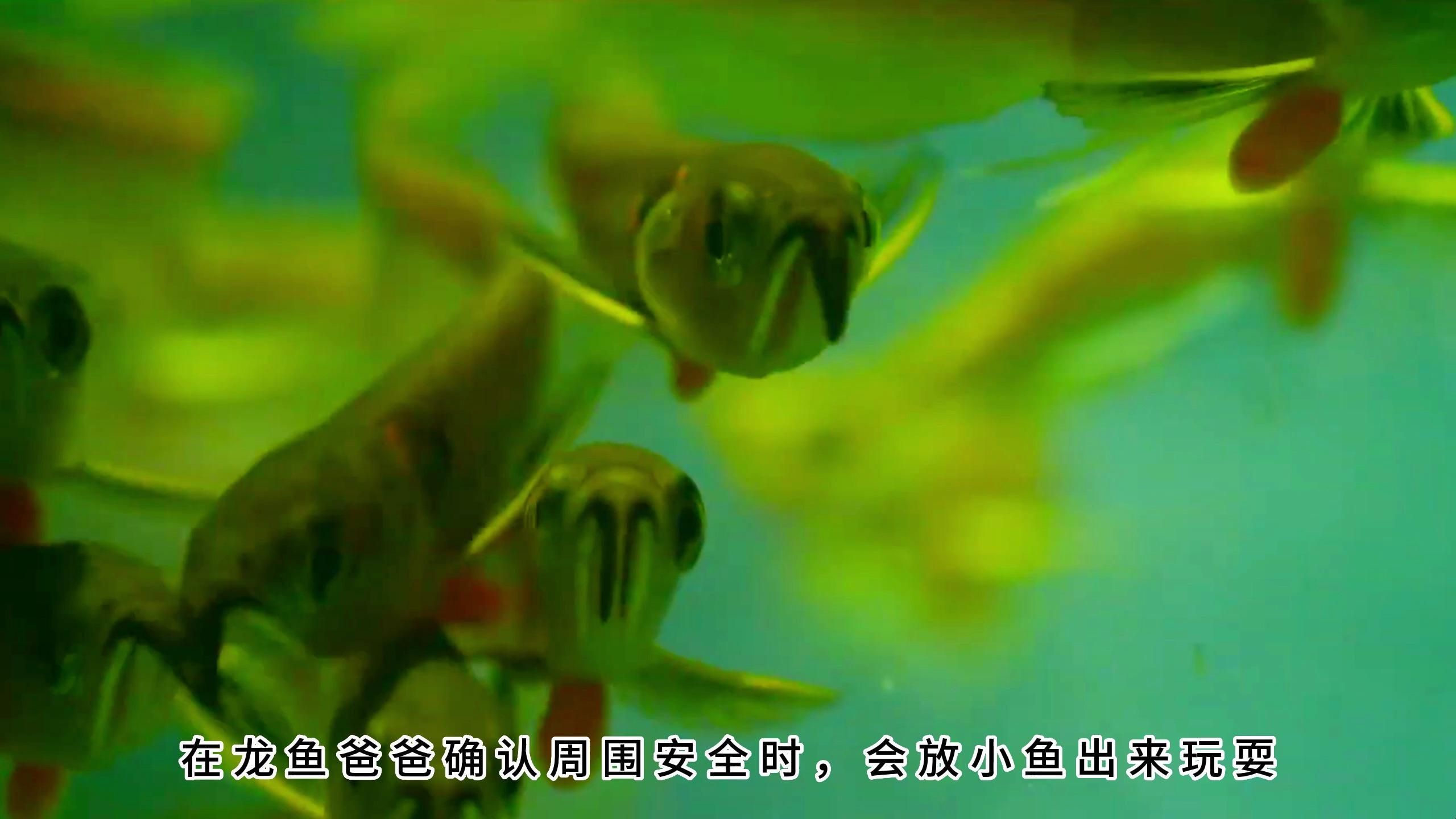 能否提供野生龍魚繁殖的視頻，野生龍魚的繁殖方式