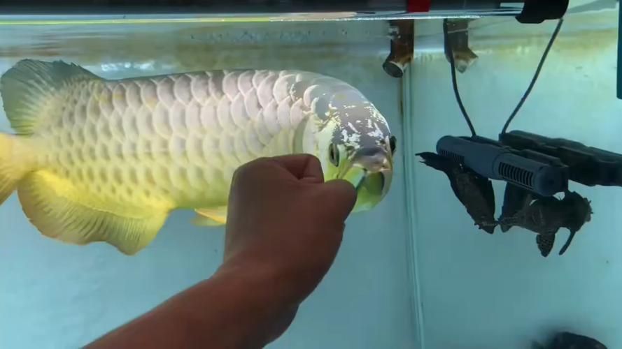 能否提供金龍魚爬背區分圖，如何判斷金龍魚的品質