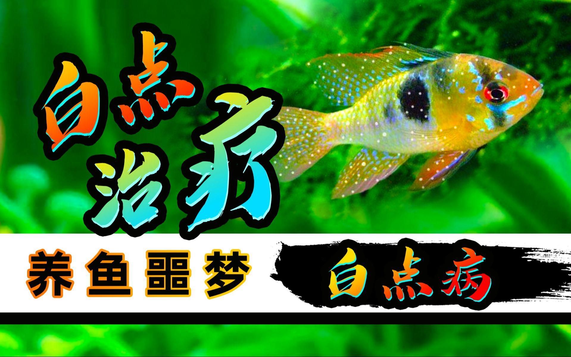 金魚得了白點(diǎn)病會(huì)傳染嗎，金魚得了白點(diǎn)病會(huì)傳染嗎,如何預(yù)防和治療