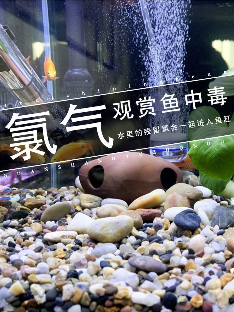 如何判斷魚缸水是否含有氯，如何判斷魚缸水是否含有氯,自來水中的氯對觀賞魚具有潛在危害
