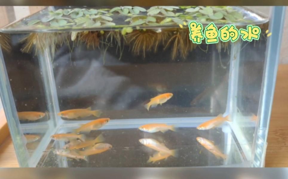如何判斷魚缸水是否含有氯，如何判斷魚缸水是否含有氯,自來水中的氯對觀賞魚具有潛在危害