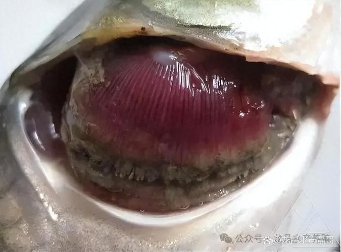 如何判斷魚鰓損傷程度，arxiv論文助手判斷魚鰓損傷程度（arxiv論文助手）