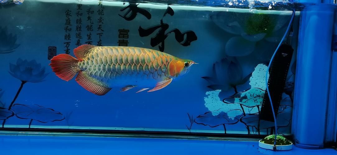 如何判斷龍魚鰓外翻是否好轉？，arxiv論文助手arxiv論文助手判斷龍魚鰓外翻是否好轉