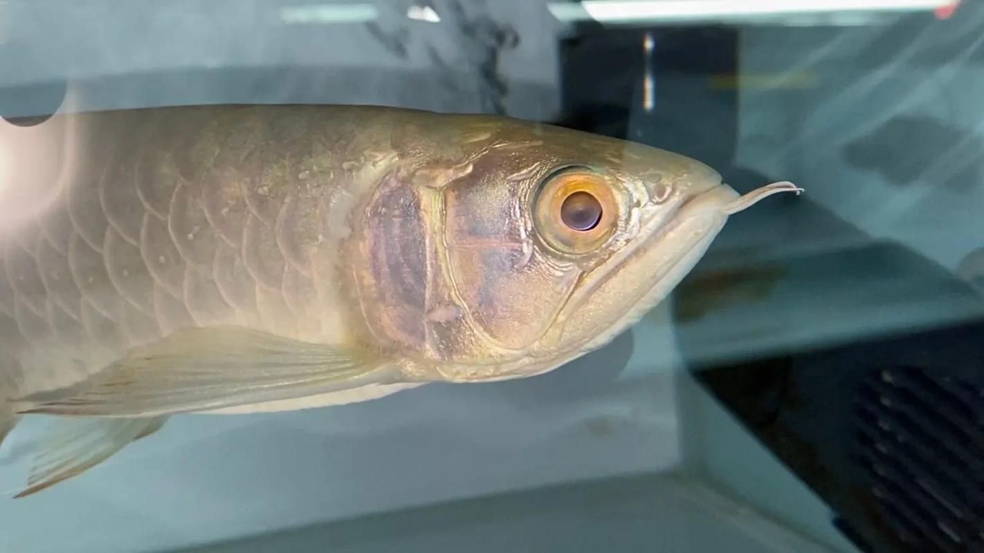 金龍魚古典過背哪個品種最貴，金龍魚古典過背哪個品種最貴紫底過背金龍魚的特點