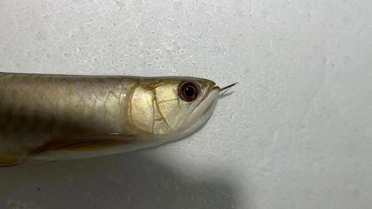 金龍魚古典過背哪個品種最貴，金龍魚古典過背哪個品種最貴紫底過背金龍魚的特點