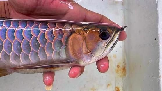 金龍魚古典過背哪個品種最貴，金龍魚古典過背哪個品種最貴紫底過背金龍魚的特點
