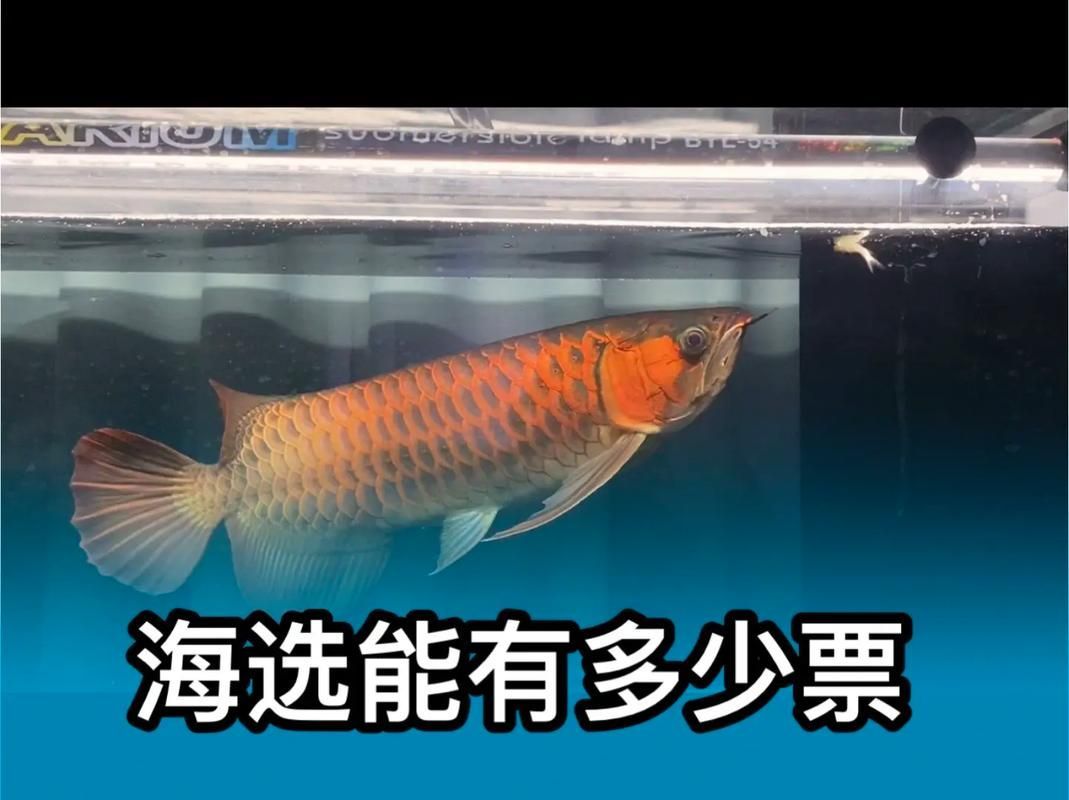 世界十大龍魚品牌排名有哪些權威機構，世界十大龍魚品牌排名