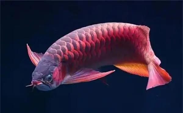 龍魚除了泥鰍，還可以喂哪些食物？，龍魚除了泥鰍，還可以喂哪些飼料？
