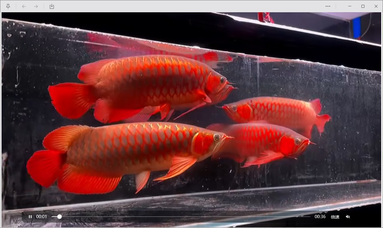 5條紅龍混養(yǎng)風(fēng)水吉祥寓意“五路通達(dá)”，5條紅龍混養(yǎng)吉祥風(fēng)水