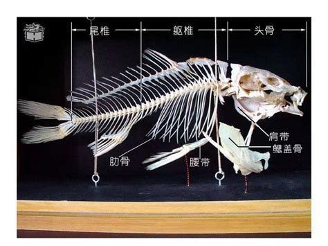 肺魚，世界上最古老的四足動物之一——肺魚