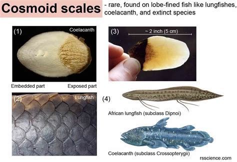 肺魚，世界上最古老的四足動物之一——肺魚