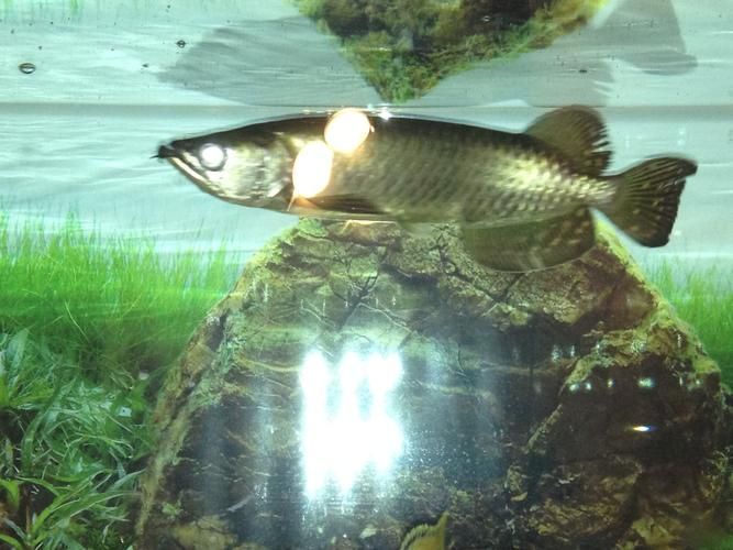 龍魚爛鰭爛尾最簡單三個(gè)方法，水族界公認(rèn)最簡單、安全、高效的三個(gè)治療方法