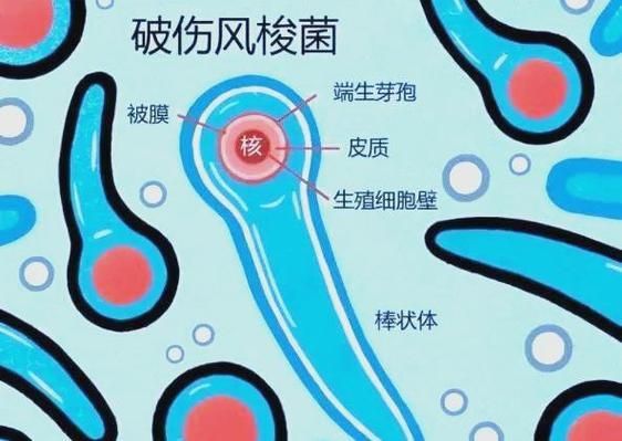 詳細(xì)介紹幾種常見(jiàn)的爛身病病原體，“爛身病”是一種由多種常見(jiàn)的爛身病原體引起的疾病